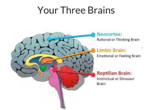 brainspotting-brain-image-complete-1